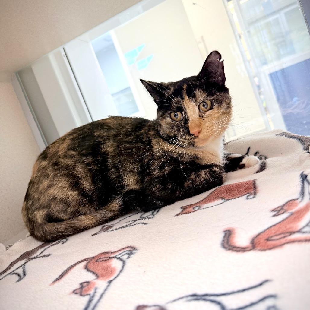 Aggie, a Adoptable Domestic Short Hair in Great Falls, MT image 3/3