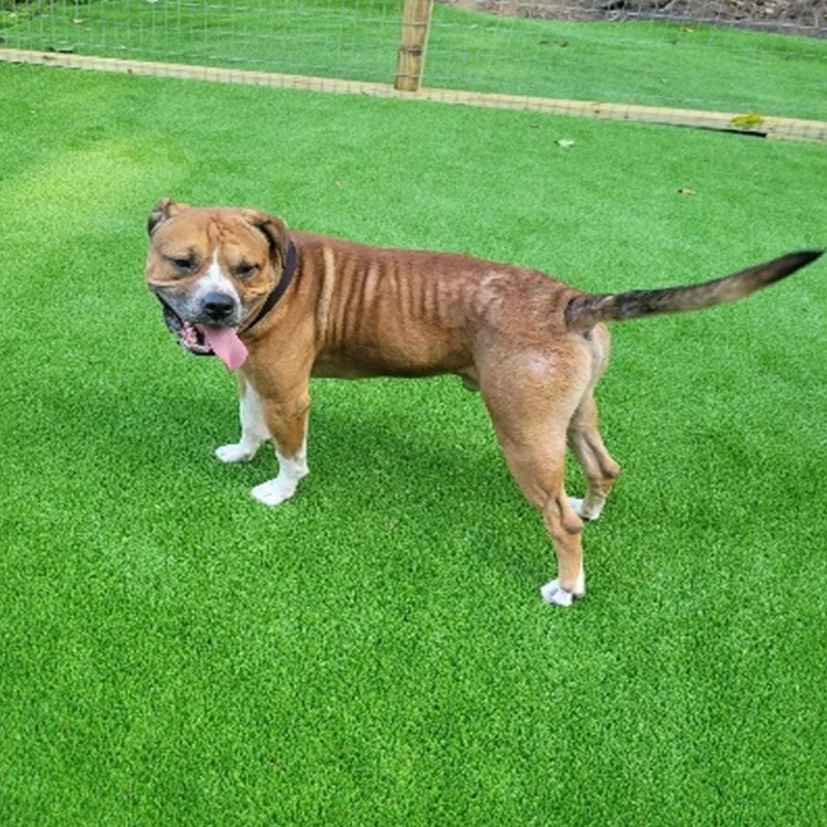 Enlarge Ace, a ADOPTABLE mixed breed in Benton Harbor, MI image 2/3