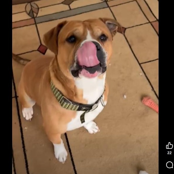 Enlarge Ace, a ADOPTABLE mixed breed in Benton Harbor, MI image 3/3