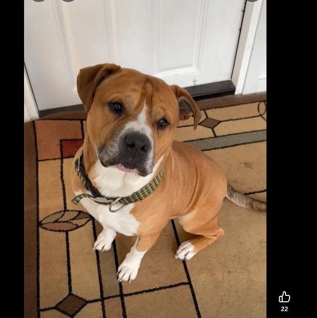 Ace, ADOPTABLE, Adult Male American Bully & Boxer.