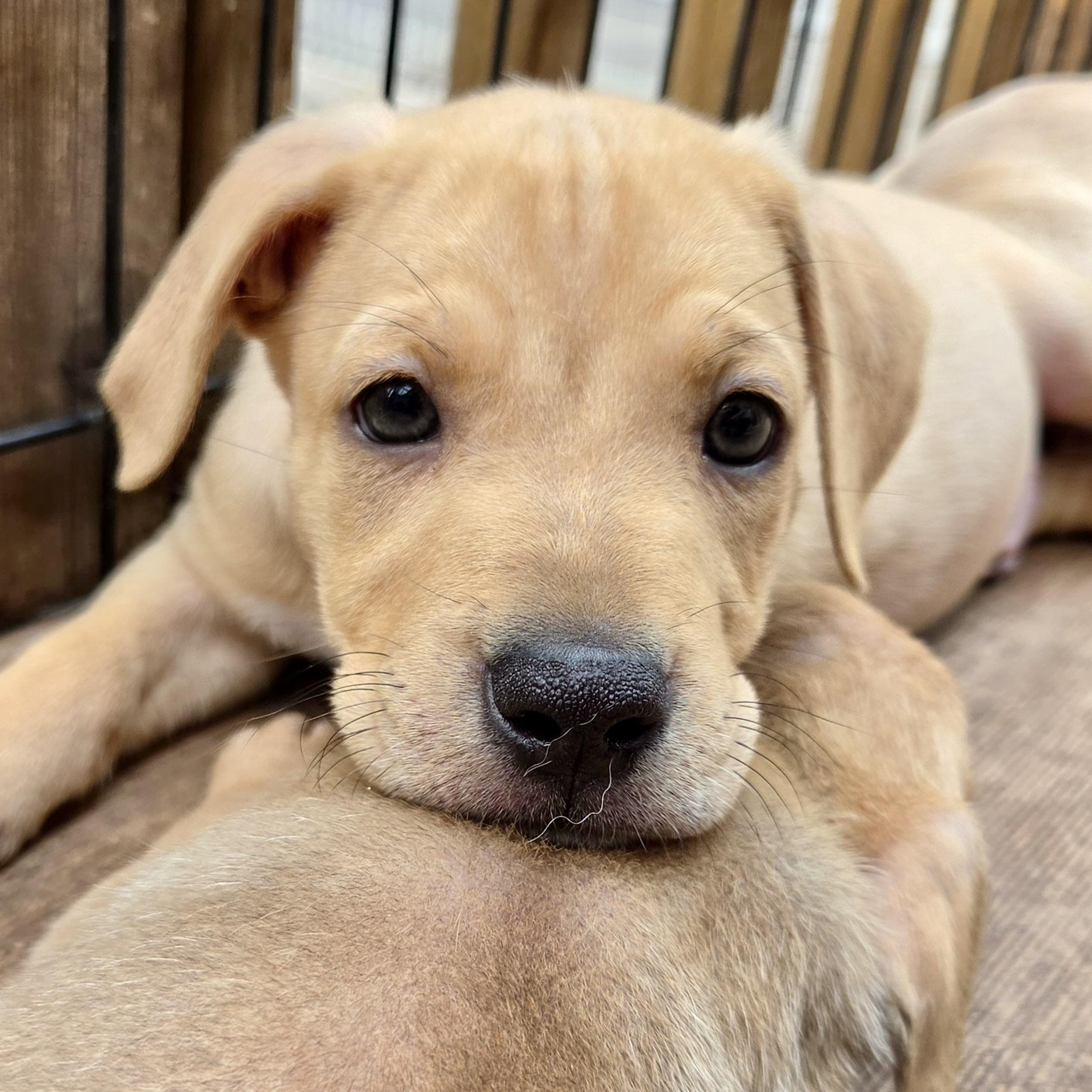 Enlarge Elton John, a ADOPTABLE mixed breed in Prior Lake, MN image 1/5