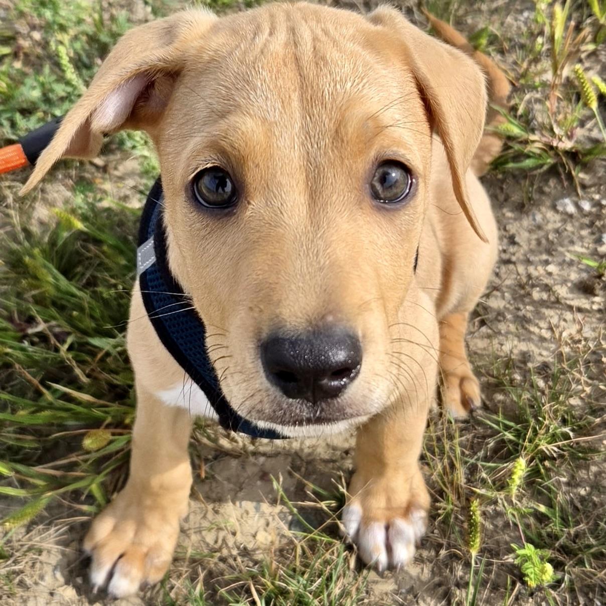 Enlarge Elton John, a ADOPTABLE mixed breed in Prior Lake, MN image 5/5