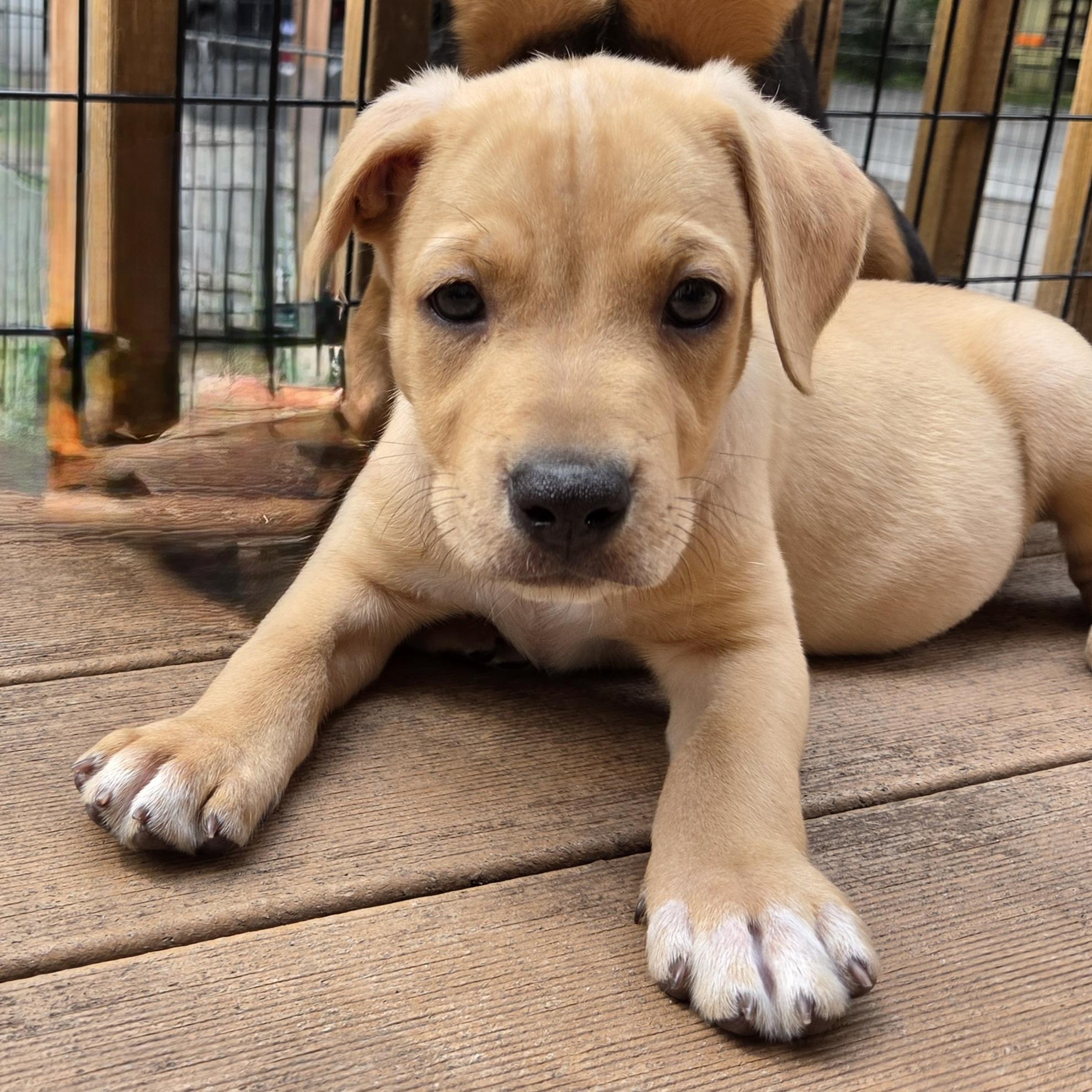 Enlarge Elton John, a ADOPTABLE mixed breed in Prior Lake, MN image 3/5