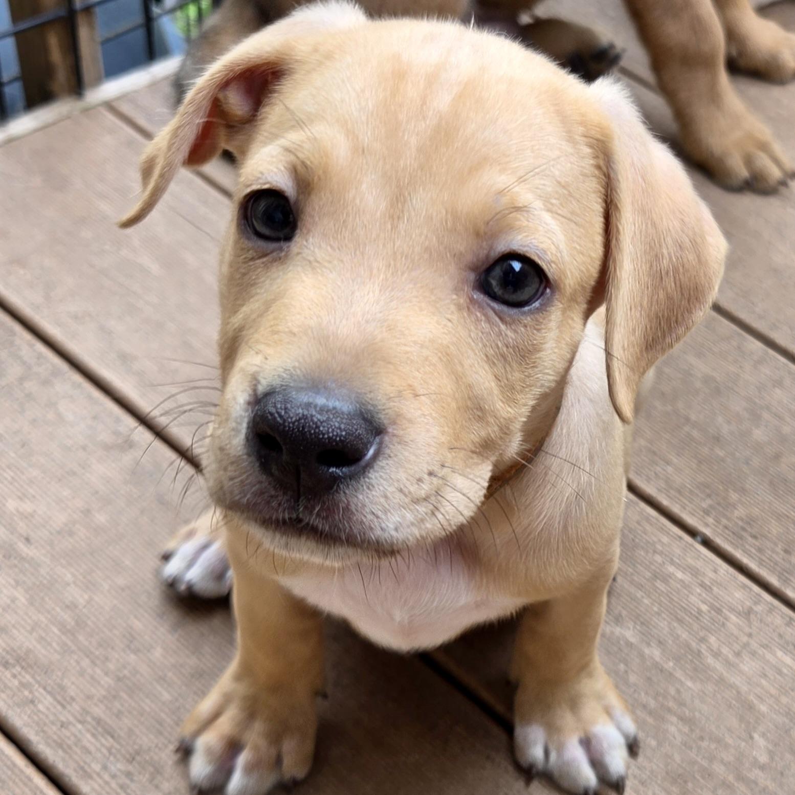 Enlarge Elton John, a ADOPTABLE mixed breed in Prior Lake, MN image 2/5