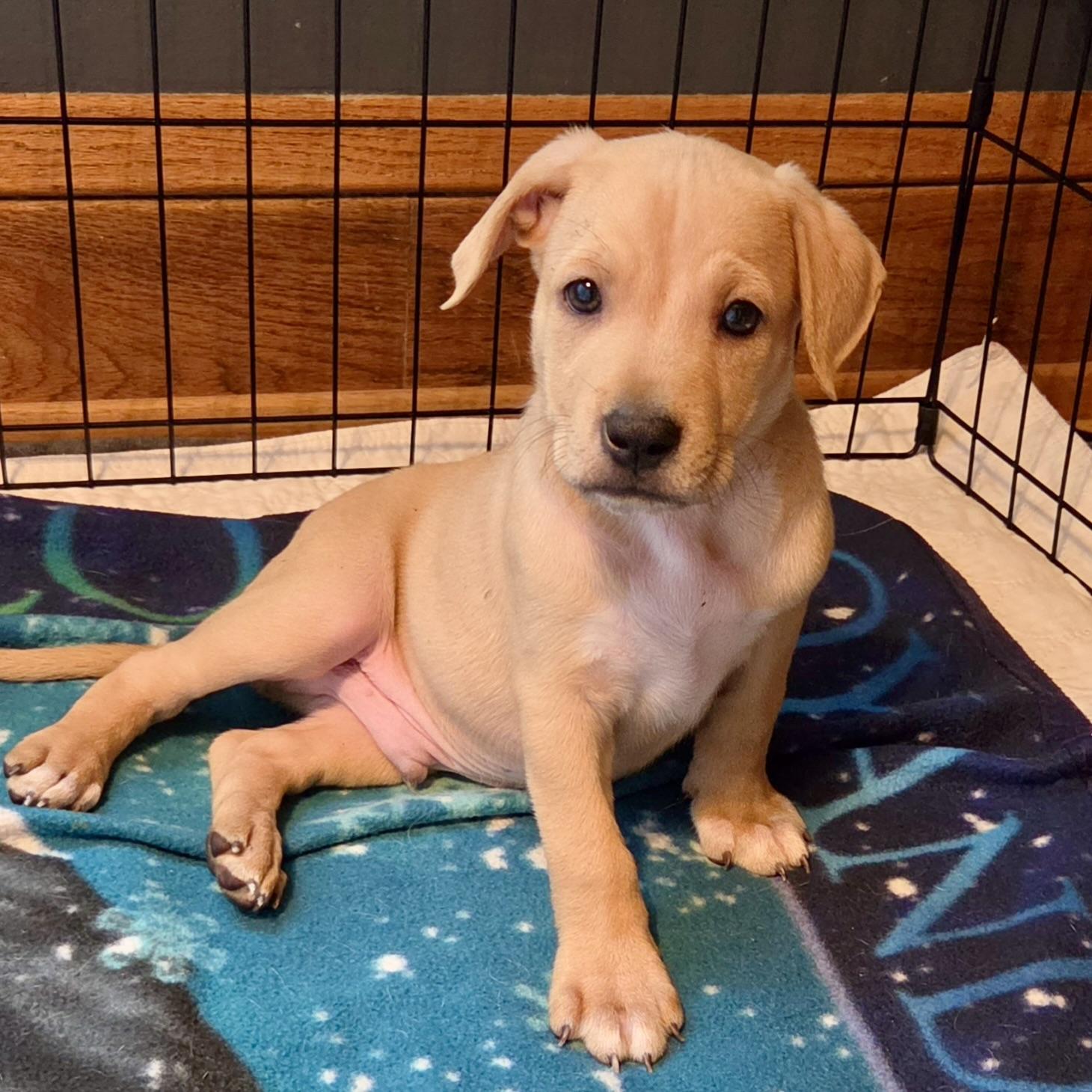 Enlarge Elton John, a ADOPTABLE mixed breed in Prior Lake, MN image 4/5