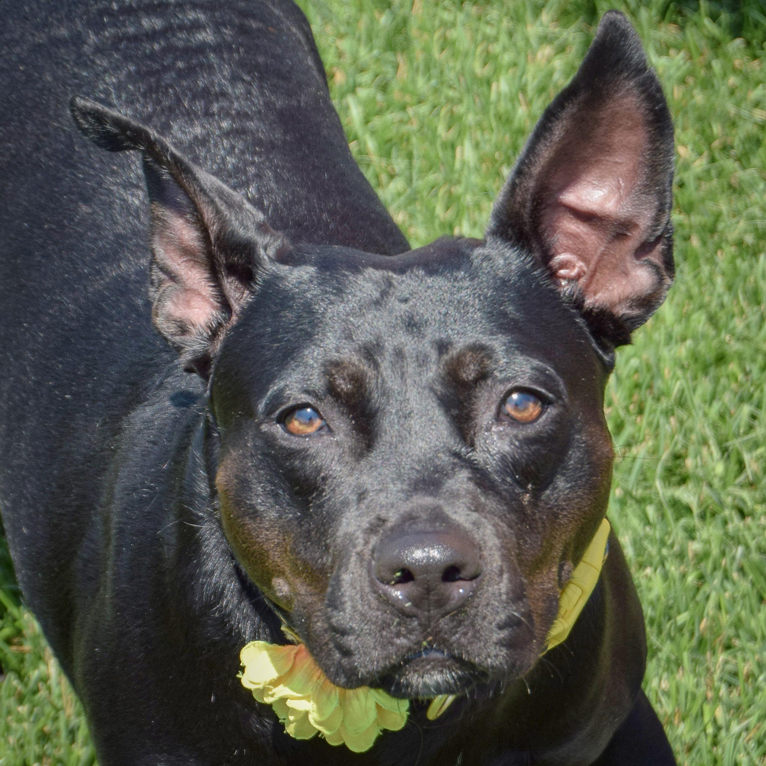Bella