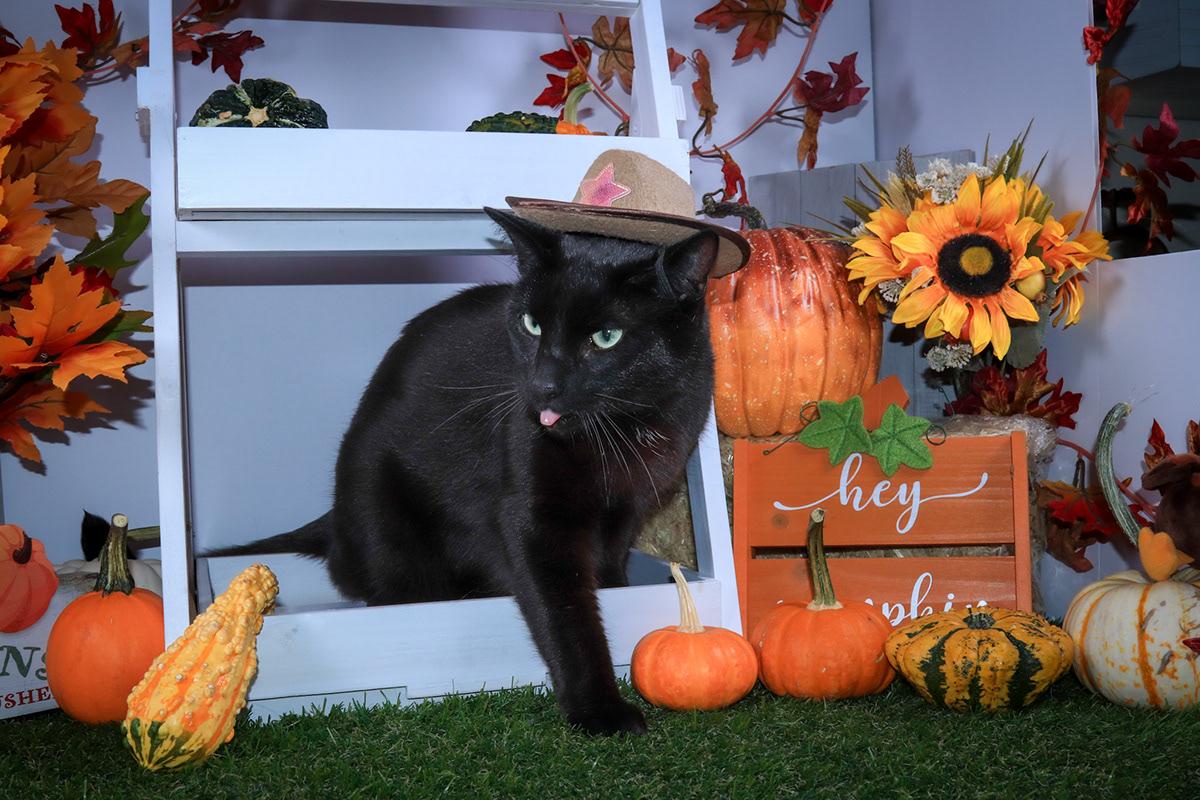 Bagheera & Lil Bit photo 2