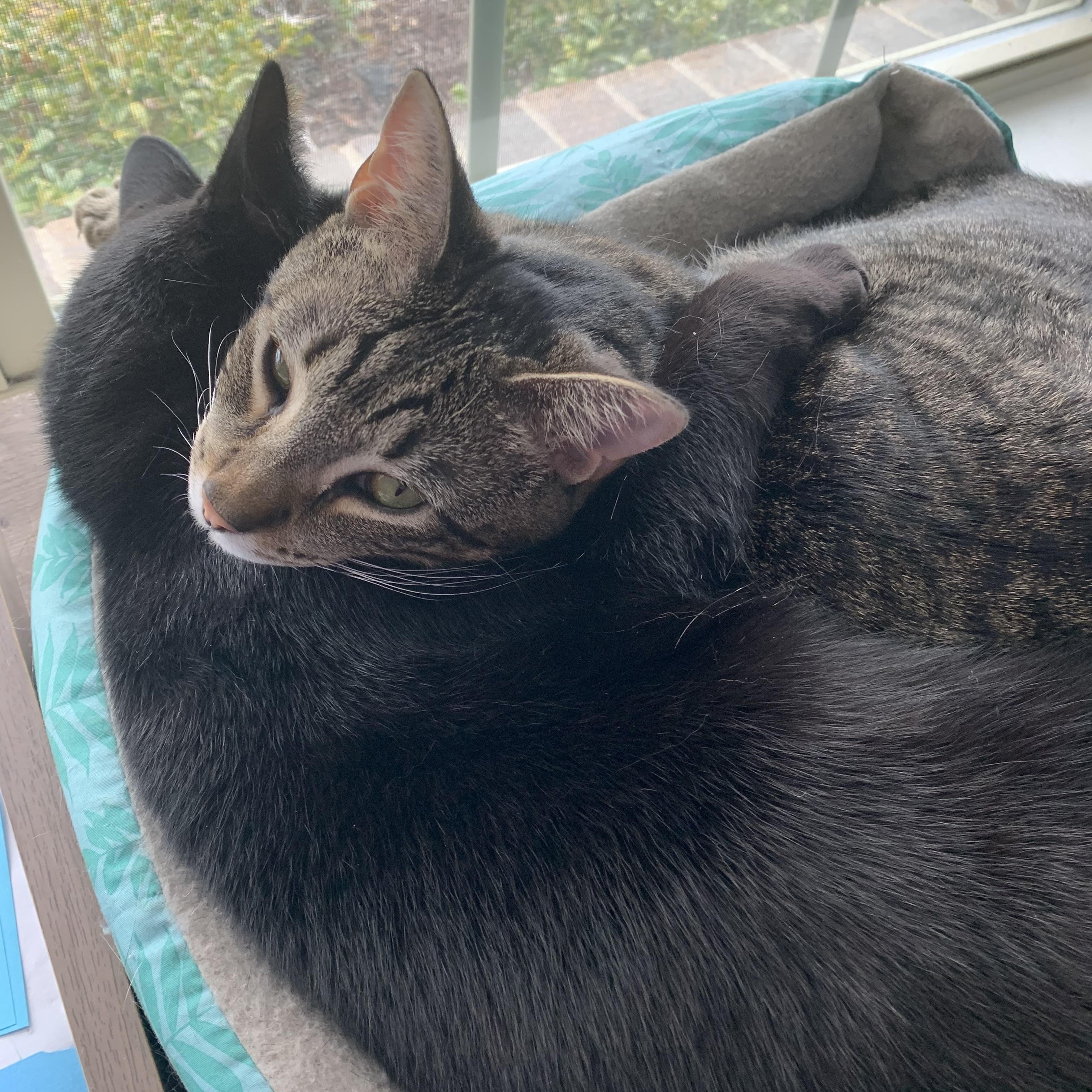 Bagheera & Lil Bit, Adult Male unknown