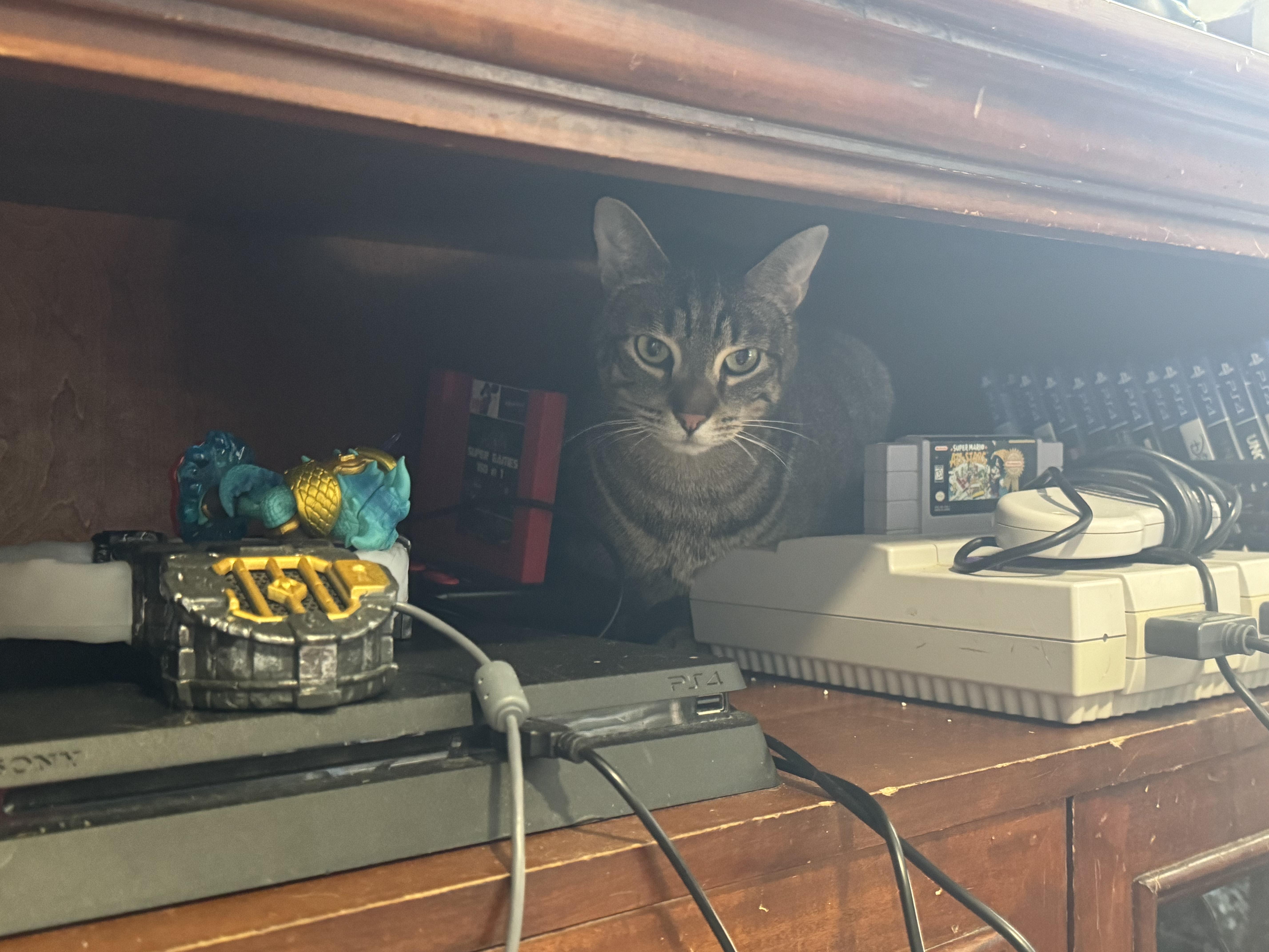 Bagheera & Lil Bit photo 5