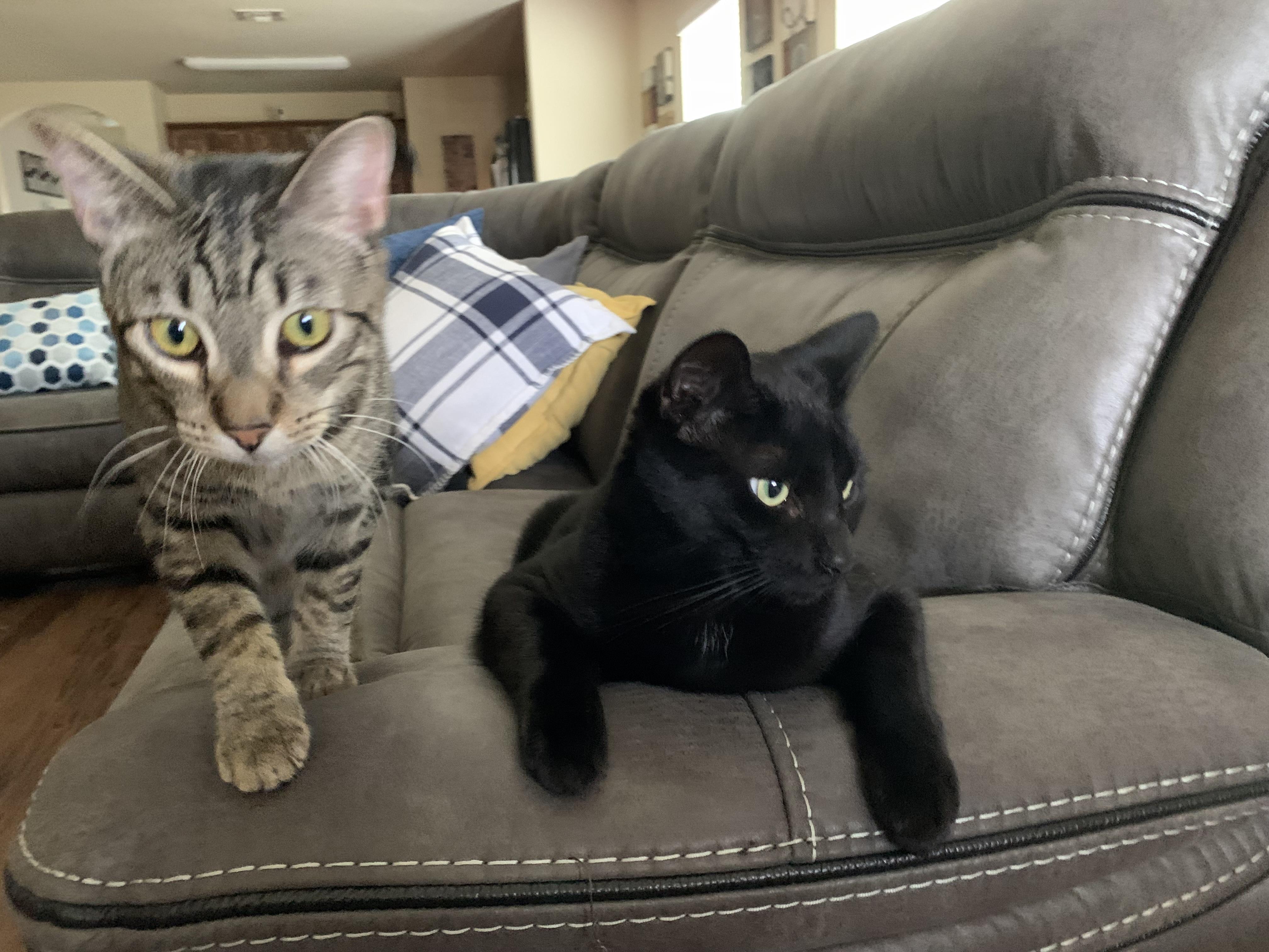 Bagheera & Lil Bit photo 6