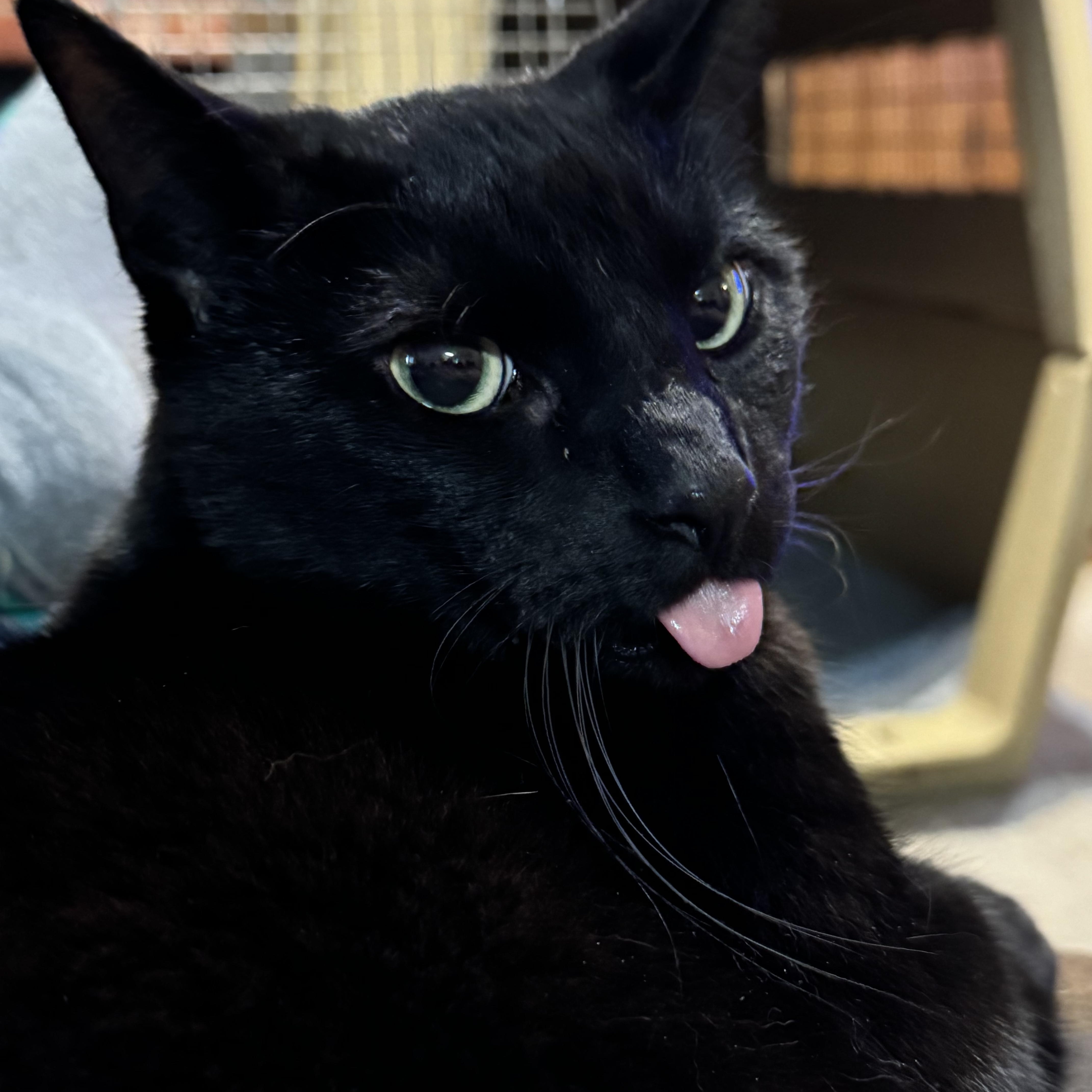 Bagheera & Lil Bit photo 4