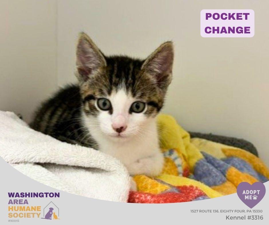 Pocket Change, adopted, Kitten Male Domestic Short Hair.