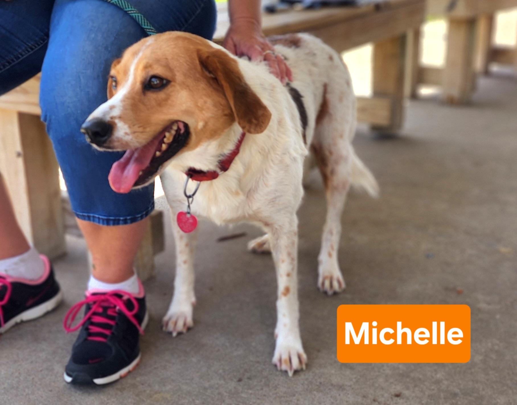 Enlarge Michelle, an adopted mixed breed in Clinton, MO image 2/2