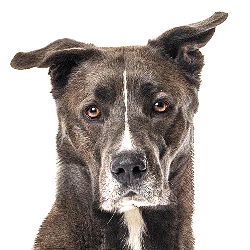 Christian, Adoptable, Adult Male Labrador Retriever.