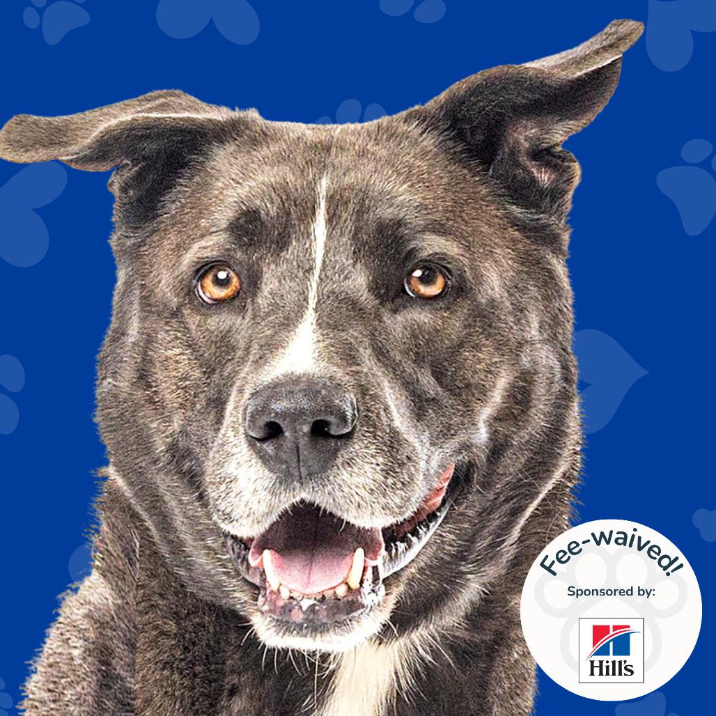 Enlarge Christian, a Adoptable Labrador Retriever in Reno, NV image 2/6