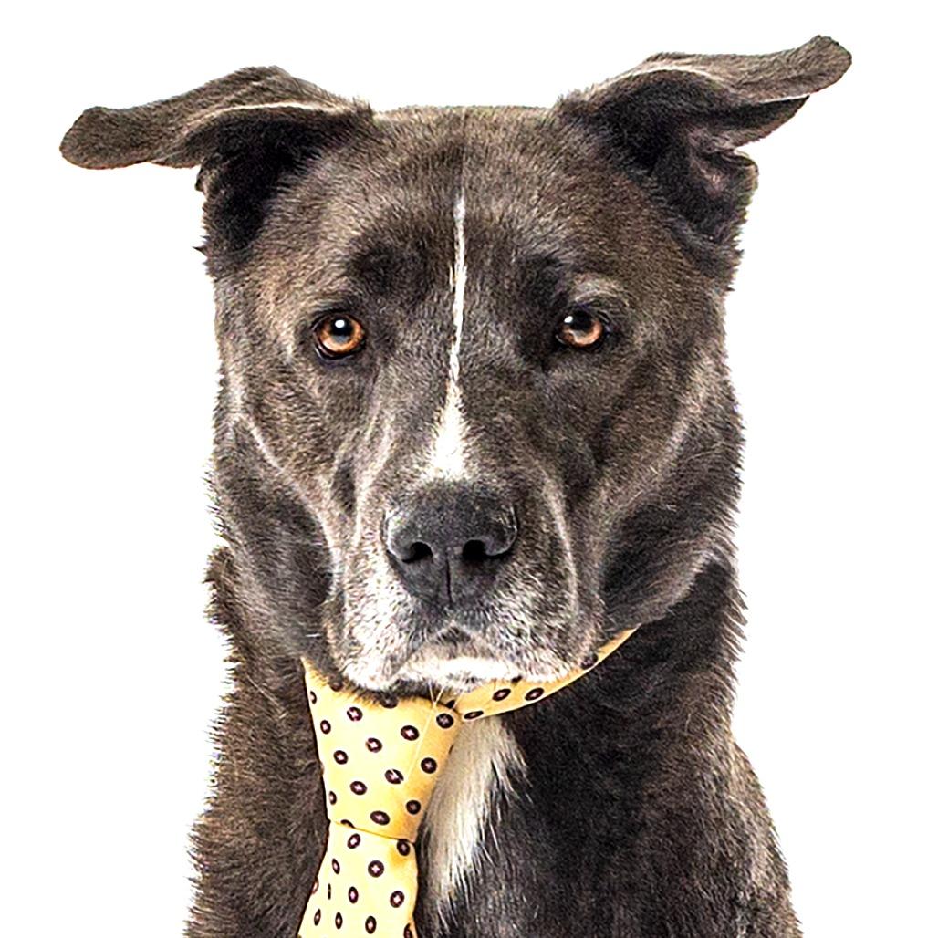 Enlarge Christian, a Adoptable Labrador Retriever in Reno, NV image 2/6