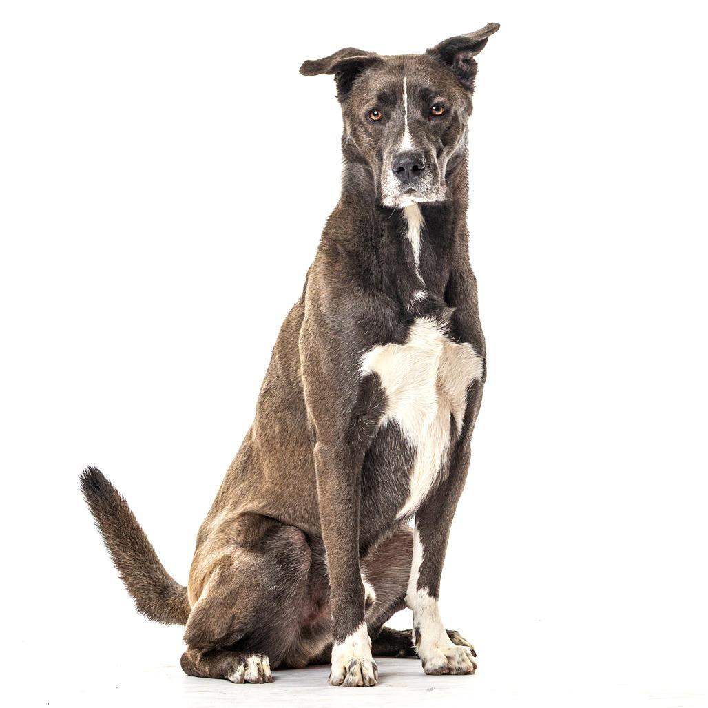 Enlarge Christian, a Adoptable Labrador Retriever in Reno, NV image 3/6