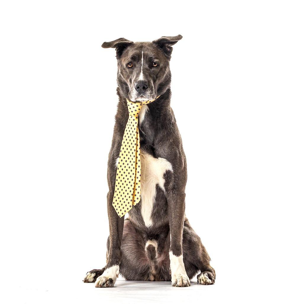 Enlarge Christian, a Adoptable Labrador Retriever in Reno, NV image 4/6