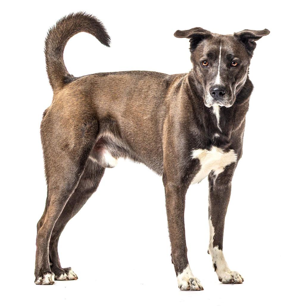Enlarge Christian, a Adoptable Labrador Retriever in Reno, NV image 5/6