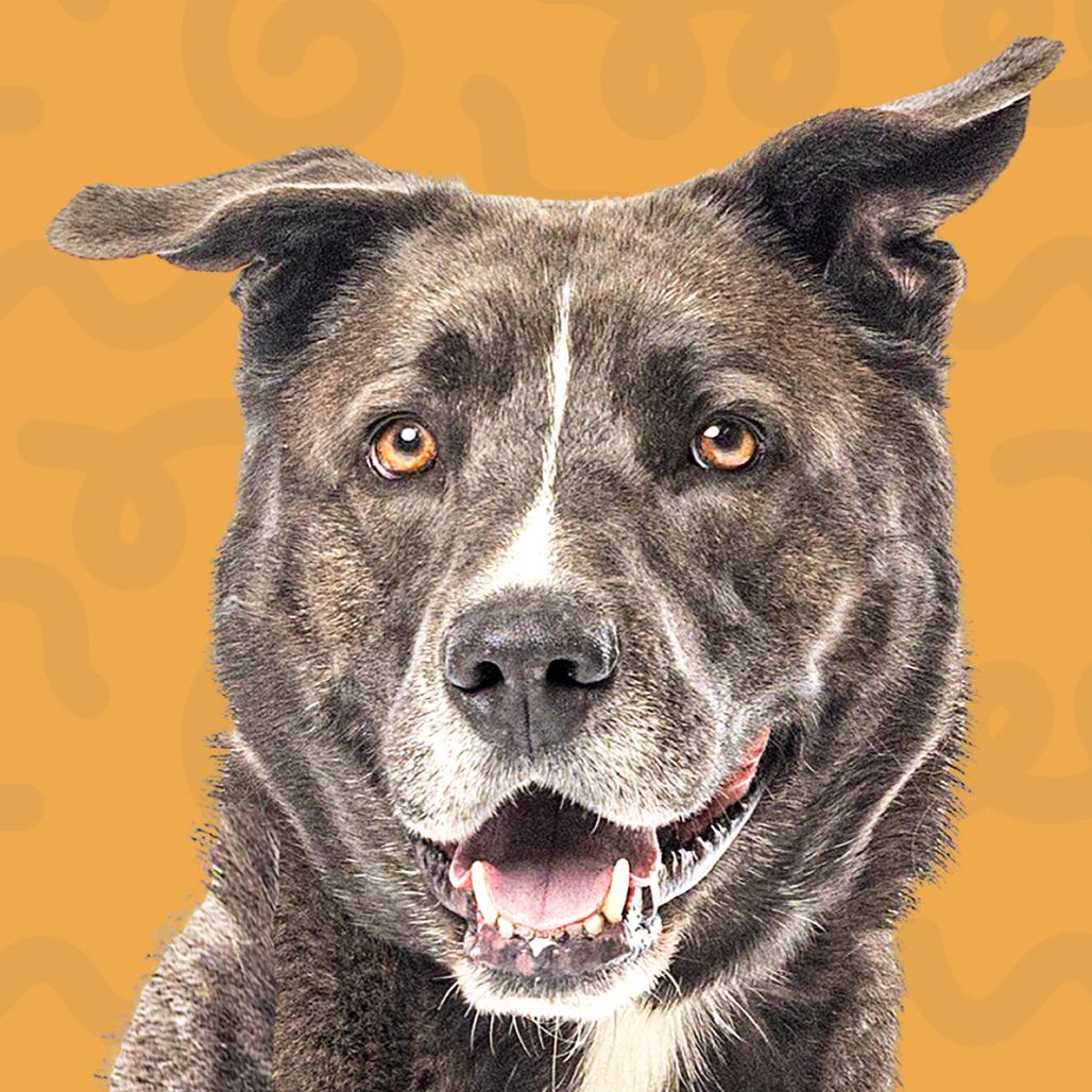Enlarge Christian, a Adoptable Labrador Retriever in Reno, NV image 6/6
