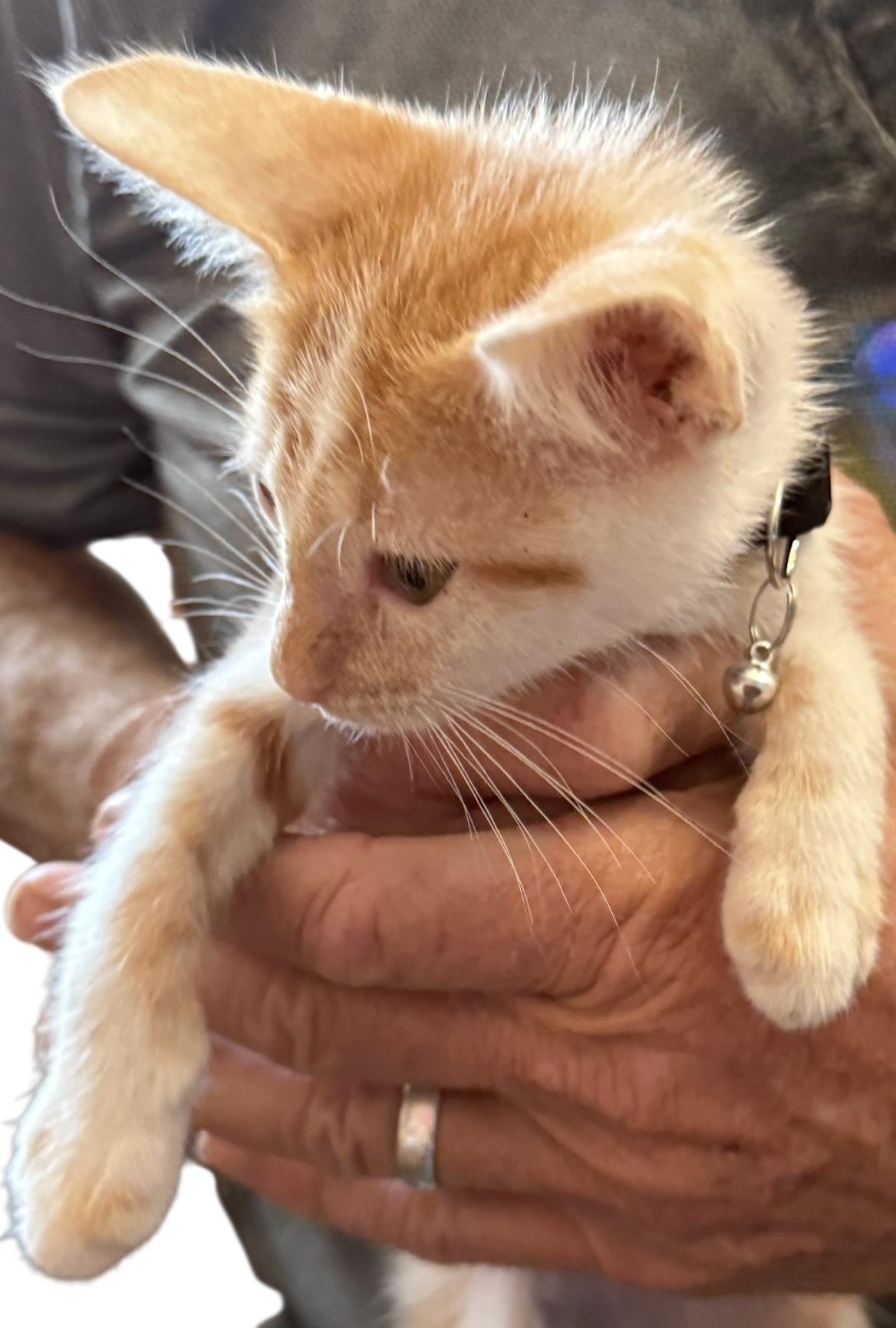 Enlarge Fitty Junior, a Adoptable American Shorthair in Grove, OK image 2/4