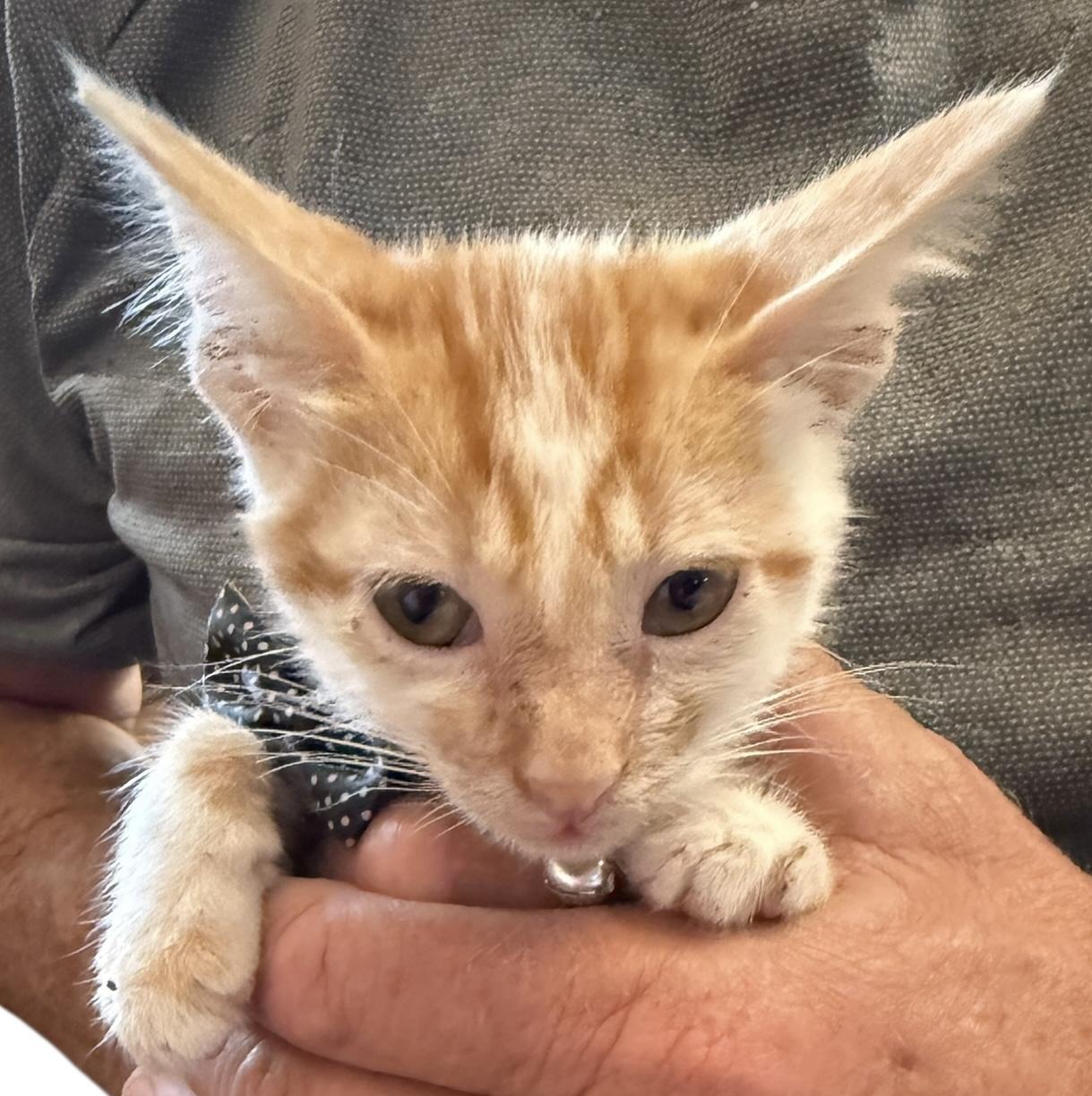 Enlarge Fitty Junior, a Adoptable American Shorthair in Grove, OK image 3/4