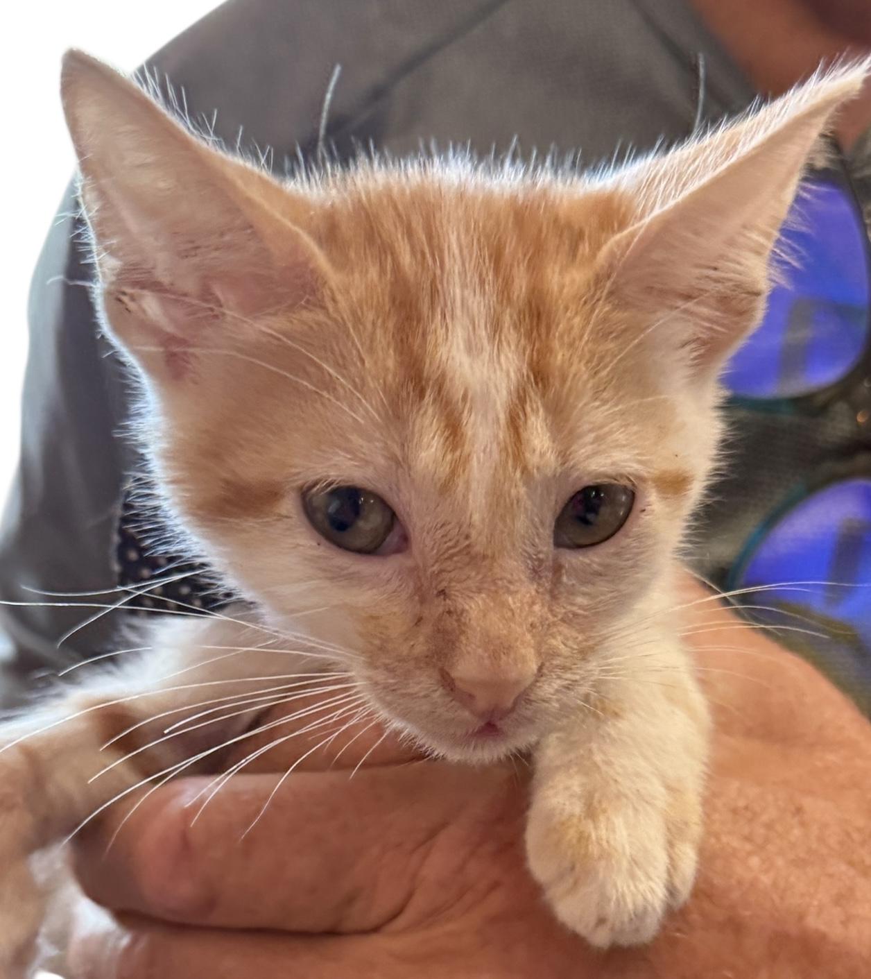 Enlarge Fitty Junior, a Adoptable American Shorthair in Grove, OK image 4/4