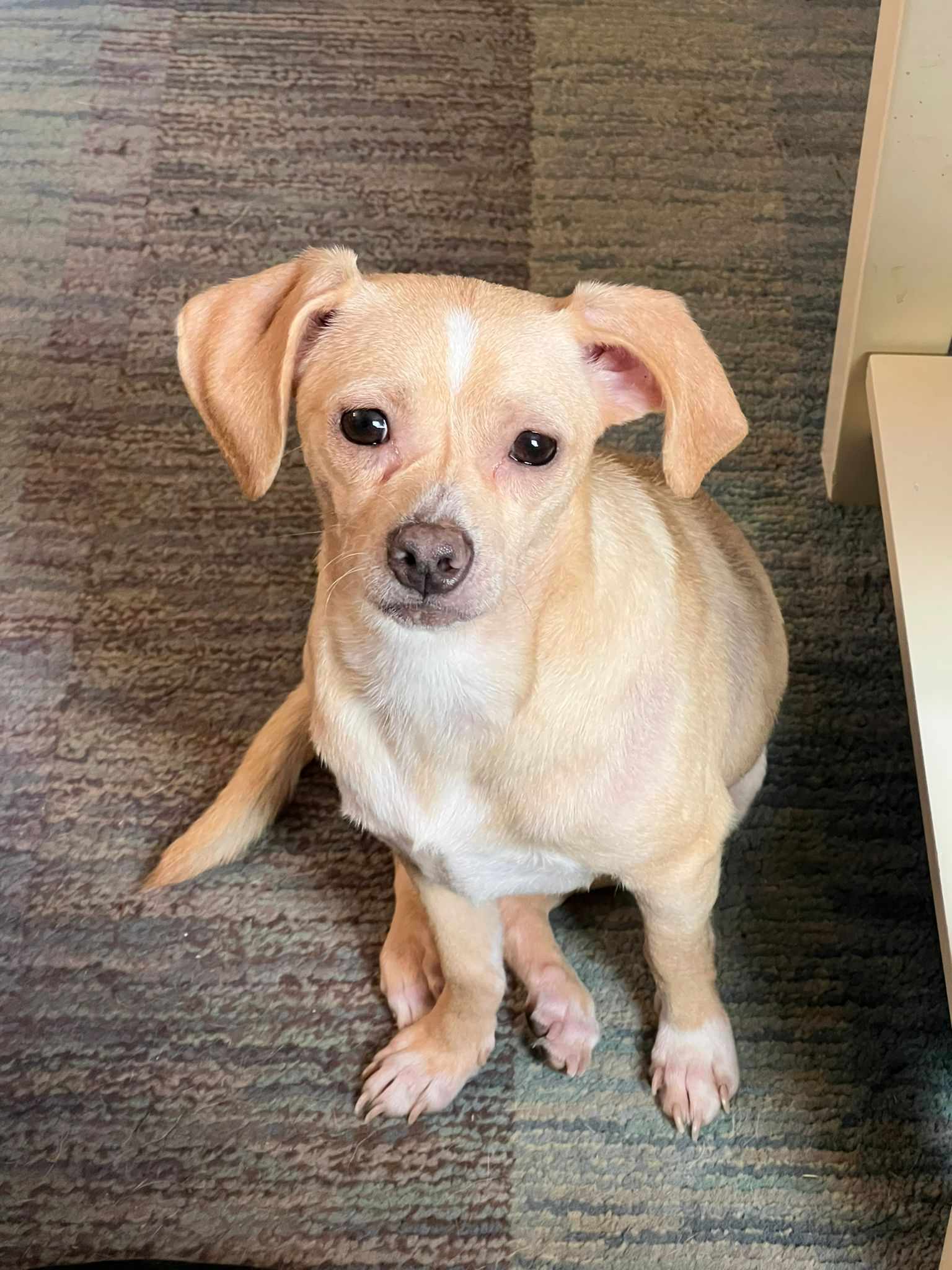 Enlarge Dobby, a Adopted mixed breed in St. Catharines, ON image 1/4