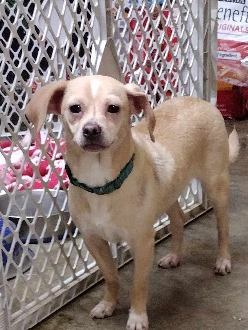 Enlarge Dobby, a Adopted mixed breed in St. Catharines, ON image 3/4