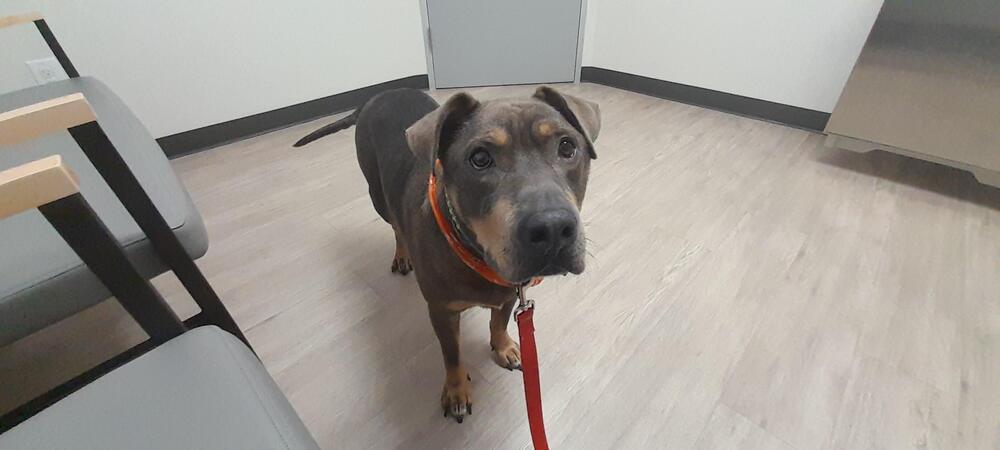 Enlarge Zesty Zeke, a Adoptable mixed breed in Brewster , NY image 1/4