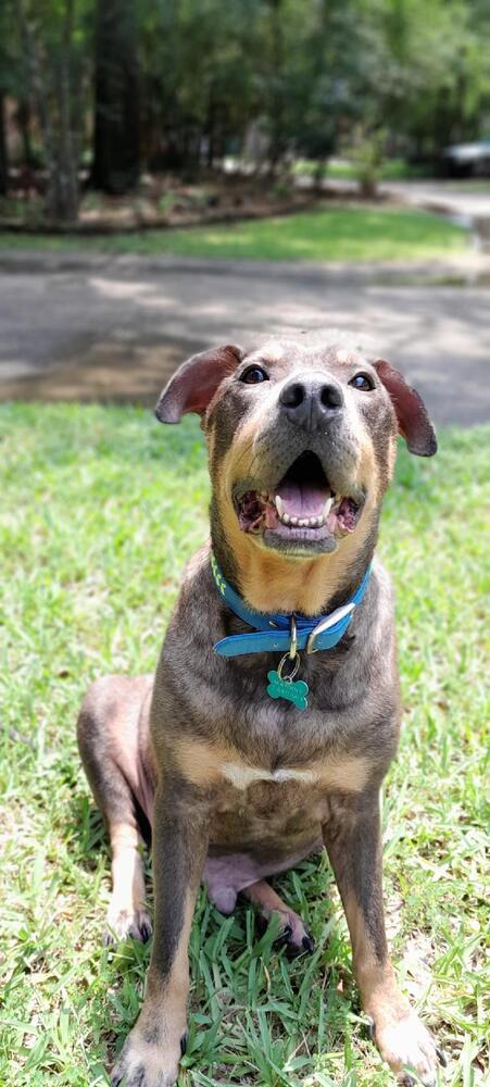 Enlarge Zesty Zeke, a Adoptable mixed breed in Brewster , NY image 2/4