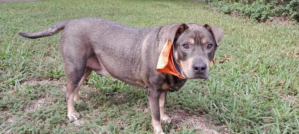 Enlarge Zesty Zeke, a Adoptable mixed breed in Brewster , NY image 3/4