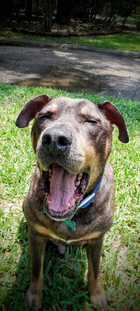 Enlarge Zesty Zeke, a Adoptable mixed breed in Brewster , NY image 4/4