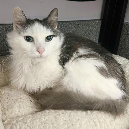 Rhett - Available in Foster