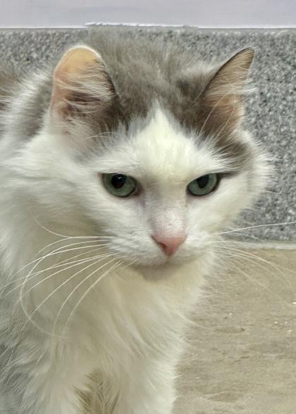 Rhett - Available in Foster — thumbnail 2