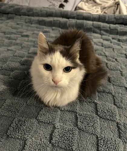 Rhett - Available in Foster — thumbnail 3