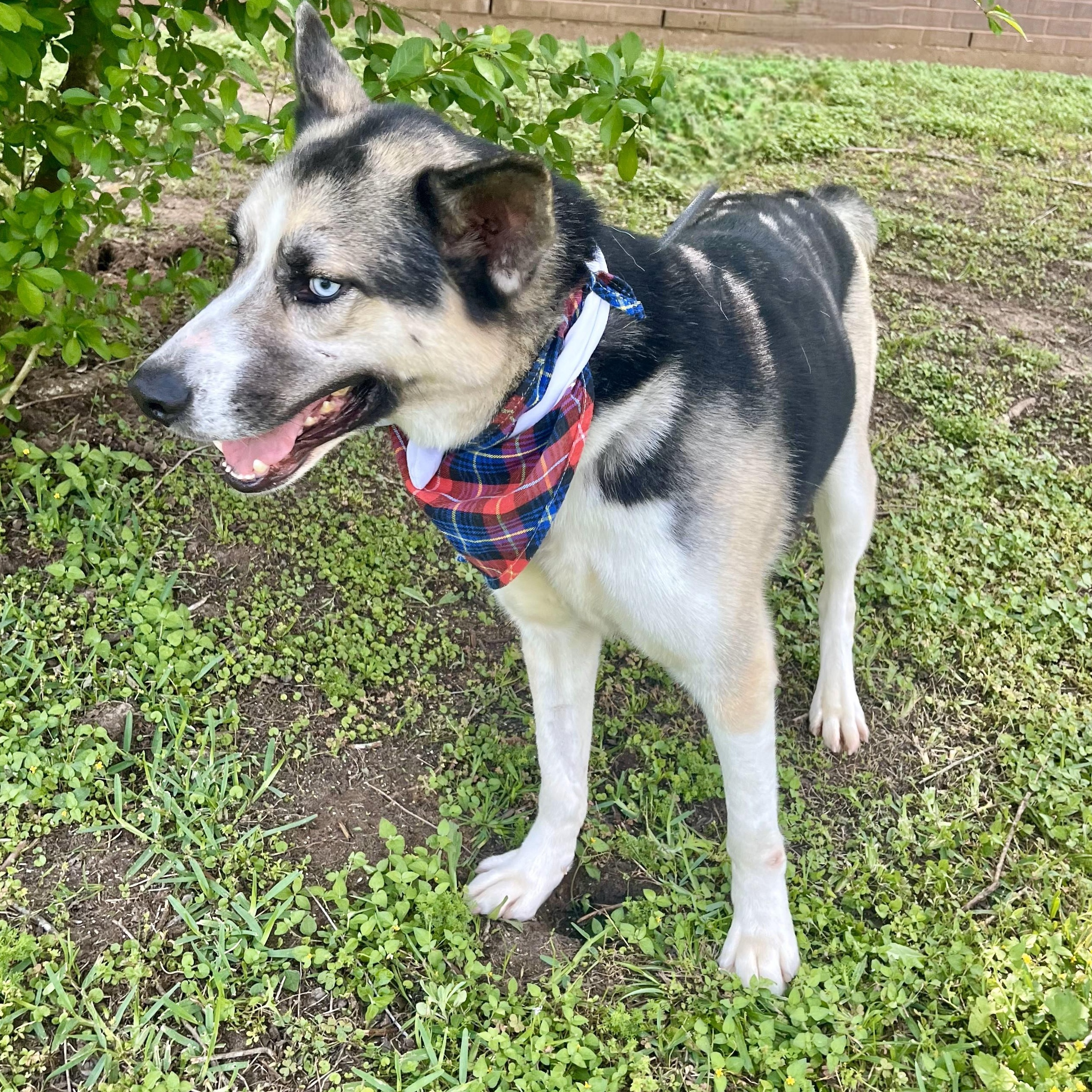 Bandelier — thumbnail 5