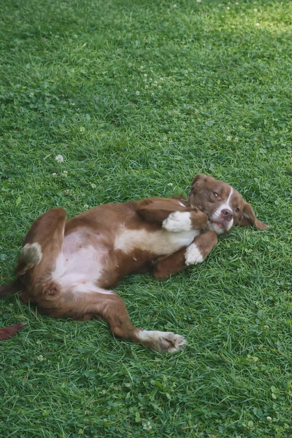 Phoenix, Adopted, Adult Female Labrador Retriever & Australian Shepherd.
