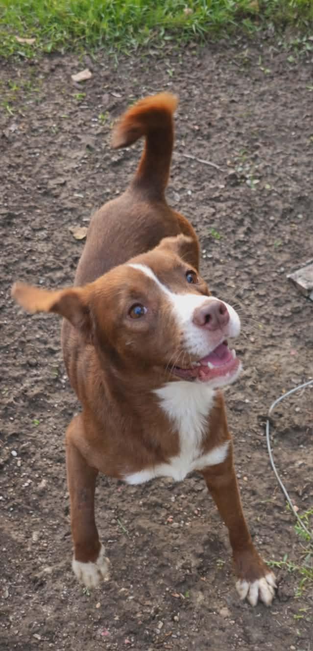 Phoenix, a Adopted mixed breed in Oakhurst, NJ image 2/3