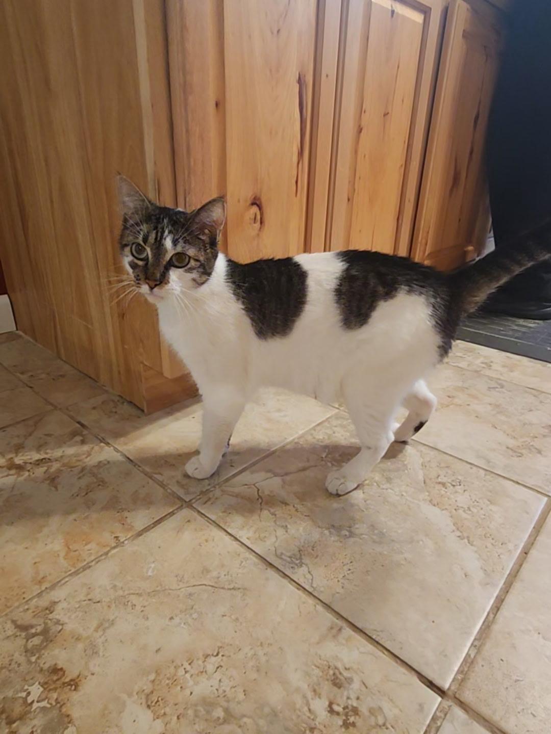 Rosie, Adoptable, Adult Female Domestic Short Hair.