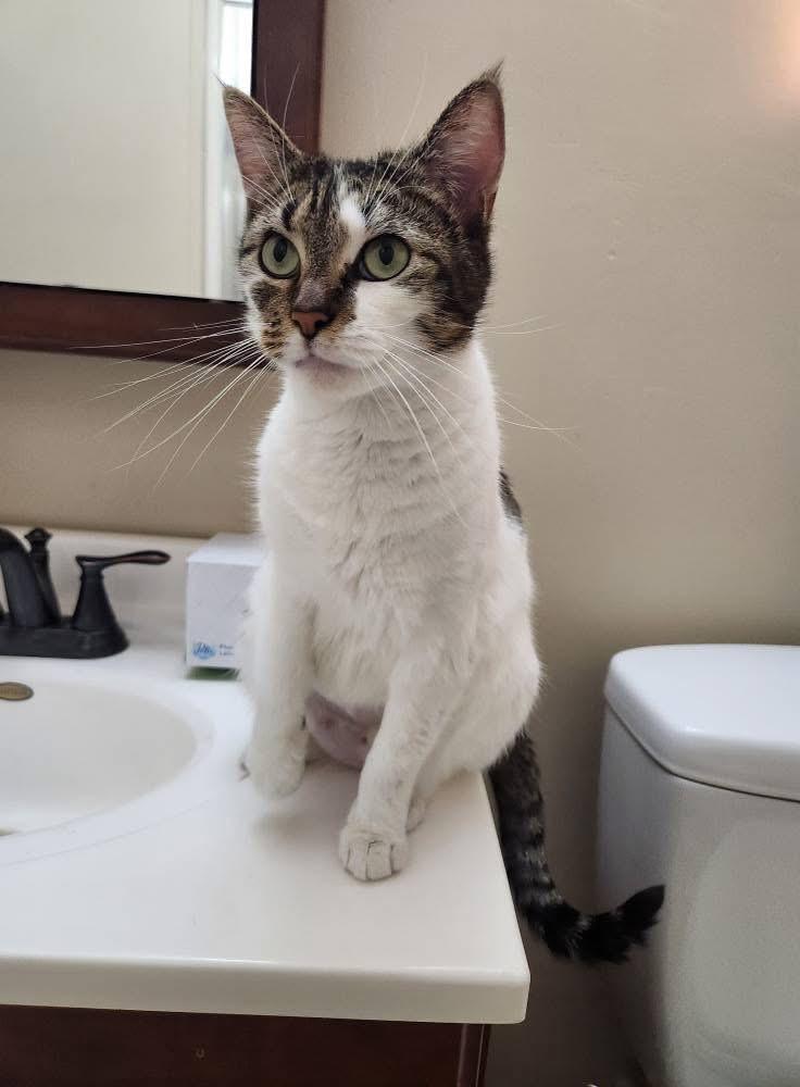 Enlarge Rosie, a Adoptable Domestic Short Hair in Ashland, IL image 1/3