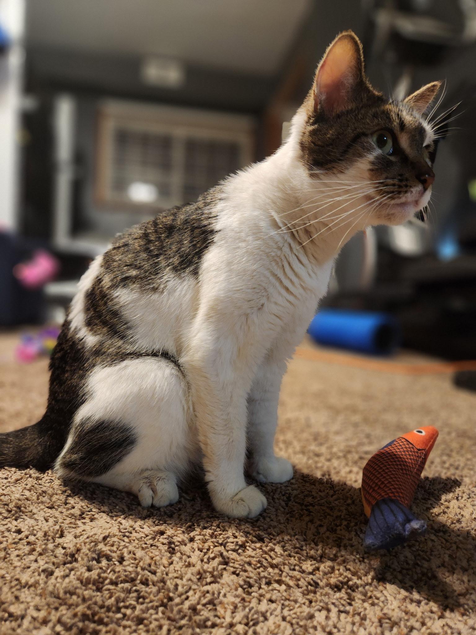 Enlarge Rosie, a Adoptable Domestic Short Hair in Ashland, IL image 2/2