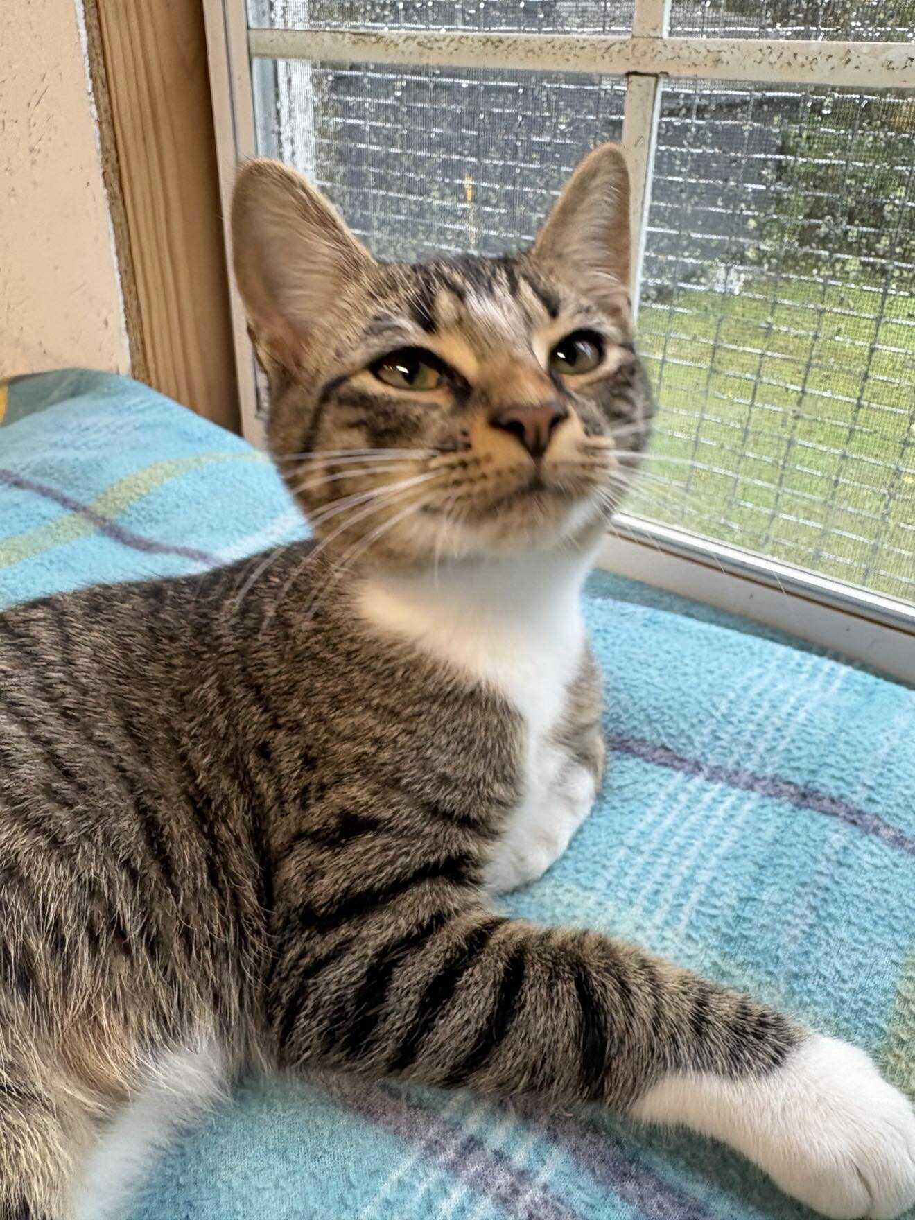 Neeko, adopted, Young Male Tabby.