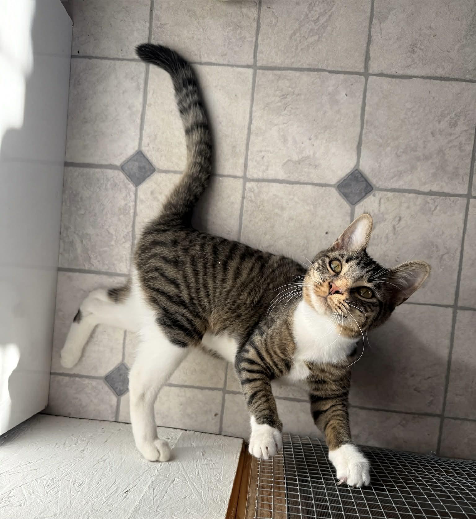 Enlarge Neeko, an adopted Tabby in Franklin, TN, TN image 4/5