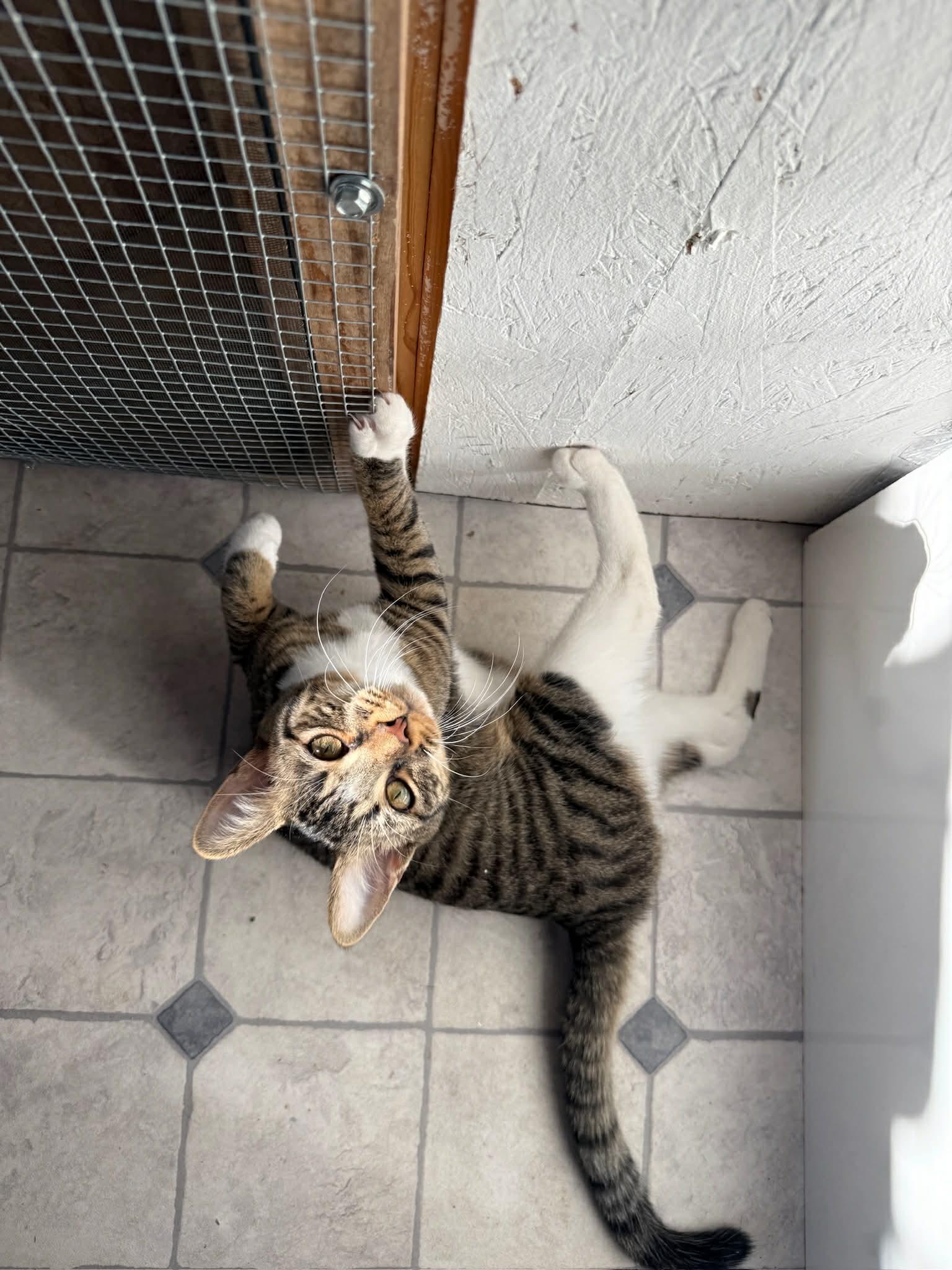 Enlarge Neeko, an adopted Tabby in Franklin, TN, TN image 5/5