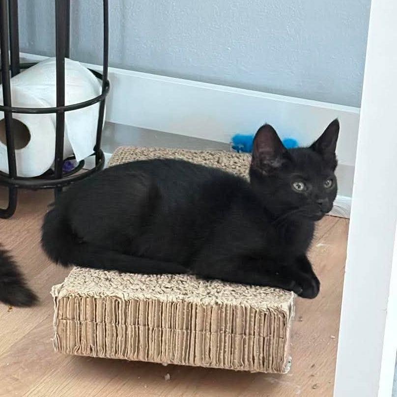 Enlarge Sriracha, a Adoptable Domestic Short Hair in Jarrettsville, MD image 1/6