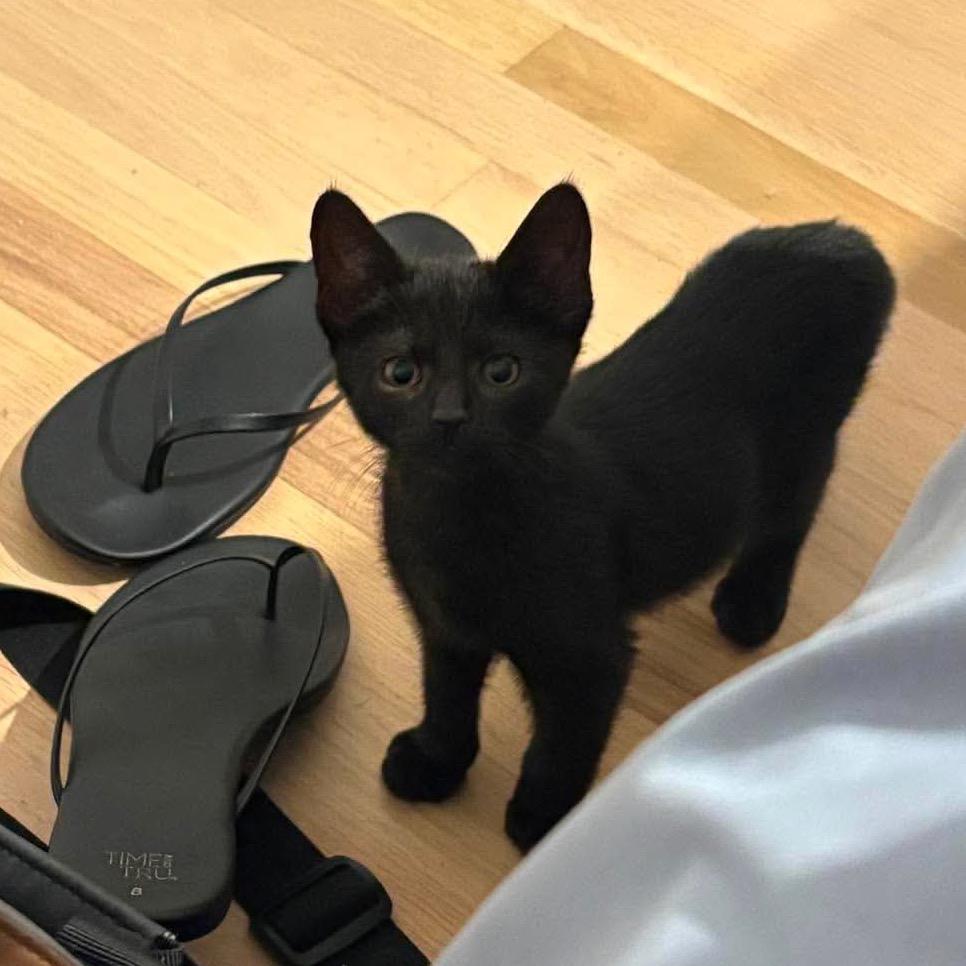 Enlarge Sriracha, a Adoptable Domestic Short Hair in Jarrettsville, MD image 2/6