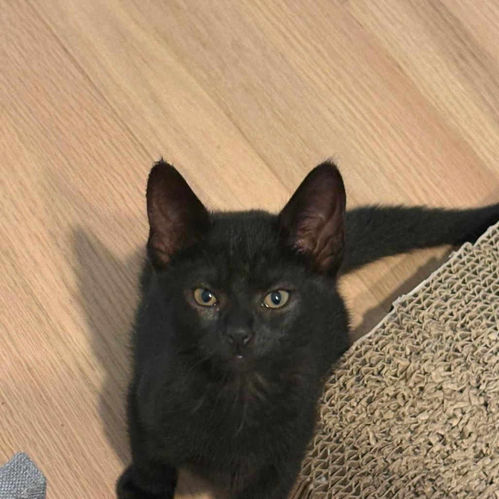 Enlarge Sriracha, a Adoptable Domestic Short Hair in Jarrettsville, MD image 3/6