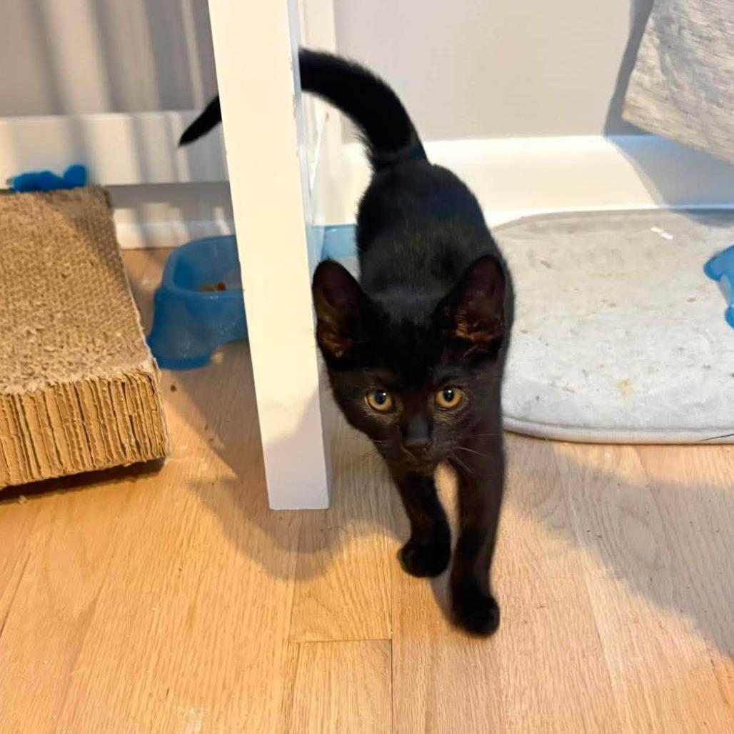Enlarge Sriracha, a Adoptable Domestic Short Hair in Jarrettsville, MD image 4/6