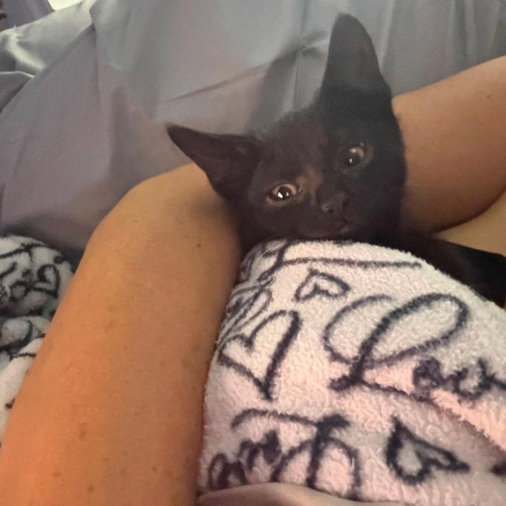 Enlarge Sriracha, a Adoptable Domestic Short Hair in Jarrettsville, MD image 6/6